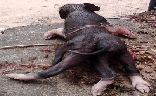 Đổ xô đi xem lợn kỳ dị có 6 chân ở Nghệ An