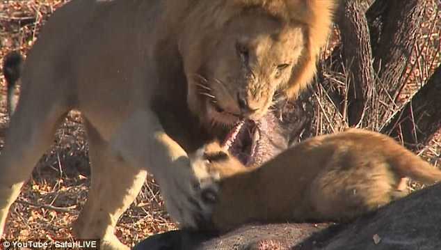 Lăng xăng ăn mồi trước, sư tử con bị bố đánh đòn 'dạy dỗ'