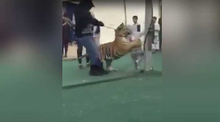 Video: Chủ nuôi bất cẩn, bé gái bị hổ vồ khi đang dạo chơi
