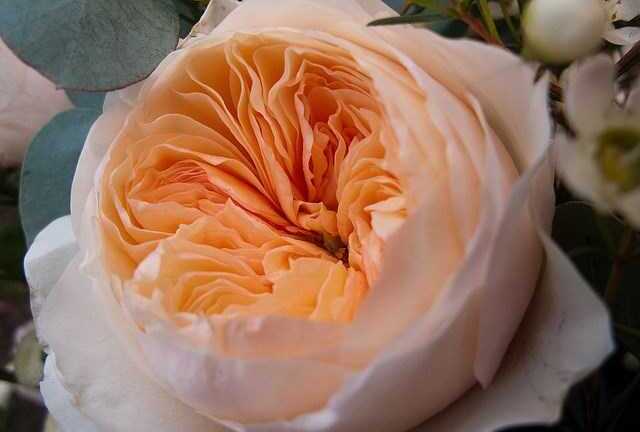 Choáng váng hoa hồng đắt nhất thế giới giá 85 tỷ đồng