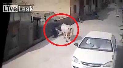 Bi hài clip bò vô cớ nổi điên húc tung người trên phố