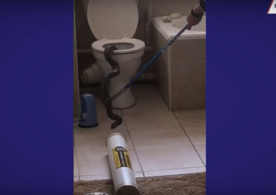 Video: Hoảng hồn phát hiện rắn hổ mang chui lên từ bồn cầu nhà vệ sinh
