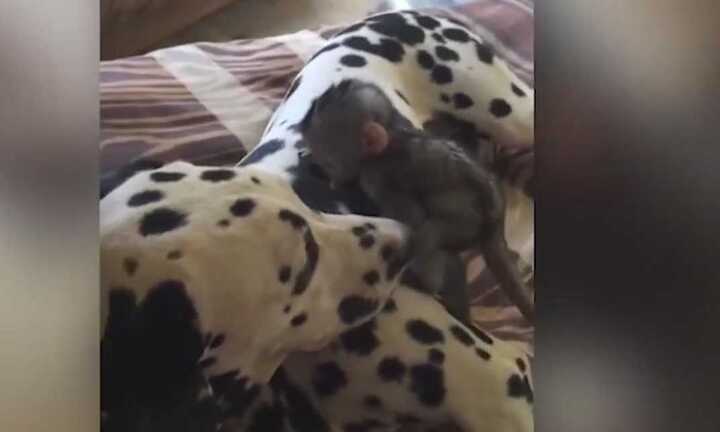 Video: Tưởng lông đốm là bụi, khỉ con ra sức chùi sạch cho chó
