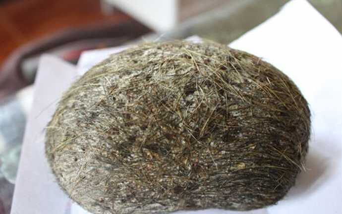‘Cát lợn’ là gì và có phải là thuốc chữa bệnh?