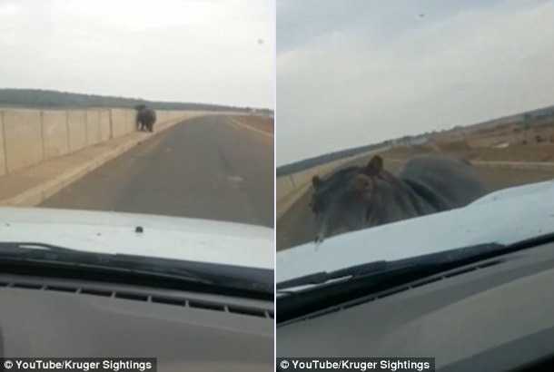 Clip: Hà mã nổi điên đâm thẳng xe hơi đang chạy