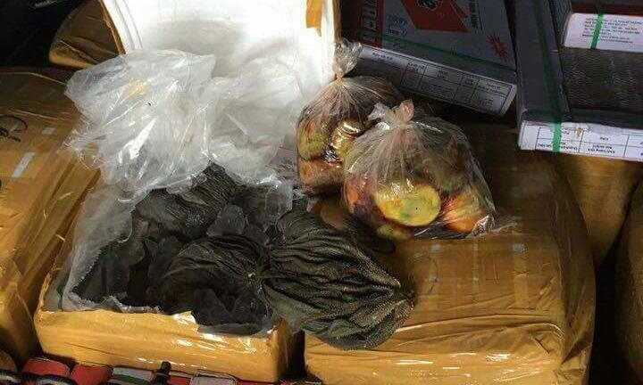 Kinh hoàng phát hiện 1,5 tấn nội tạng thối rữa giấu trong đống gạch