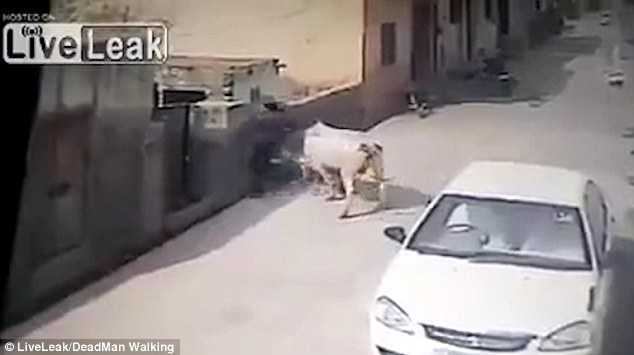 Bò 'điên' thản nhiên húc tung người trên đường phố Pakistan