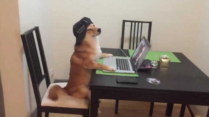 Há hốc mồm xem chú chó Shiba Inu hoàn thành xuất sắc thử thách 'hóa đá'