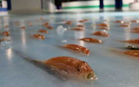 Hứng 'bão' dư luận, Nhật đóng cửa sân băng trang trí bằng 5.000 con cá đông lạnh