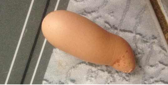 Gà đẻ trứng có hình thù kỳ lạ