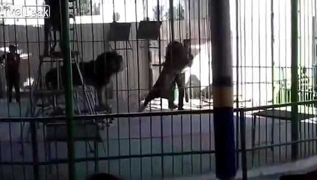 Đang biểu diễn, sư tử lao vào cắn huấn luyện viên