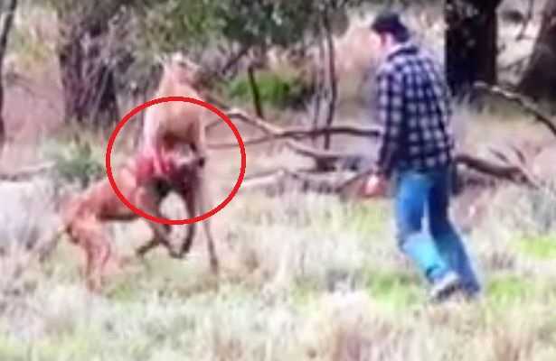 Clip chủ giao chiến với kangaroo, giải cứu chó nhà hút triệu views trên Facebook