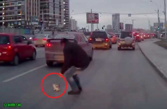 Tài xế cứu mạng mèo con giữa phố đông gây 'sốt' mạng xã hội