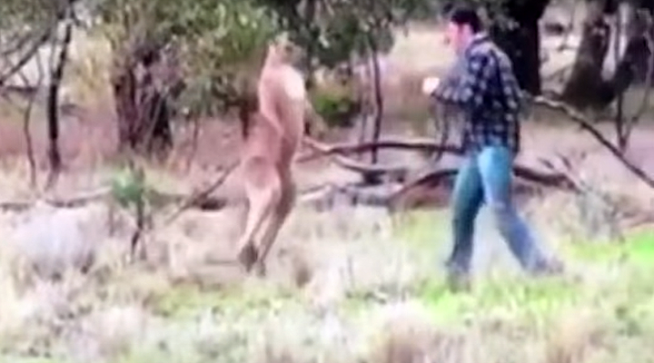 Chó bị bắt nạt, chủ lao vào đấm thẳng mặt kangaroo