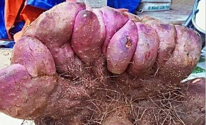 Nông dân Đồng Nai đào được củ khoai gần 21kg