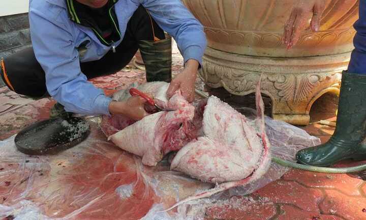 Đại gia chi 200 triệu đồng mua cá 'khủng' làm tiệc tất niên