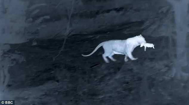 Báo đốm xuất hiện 'như cơn lốc', cướp lợn con khỏi tay mẹ trong đêm