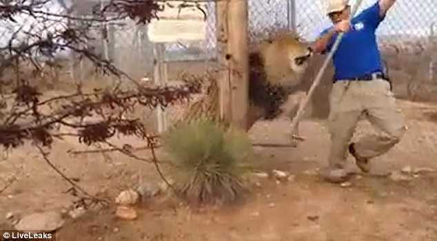 Sư tử gầm rú khiến người quản thú khiếp vía