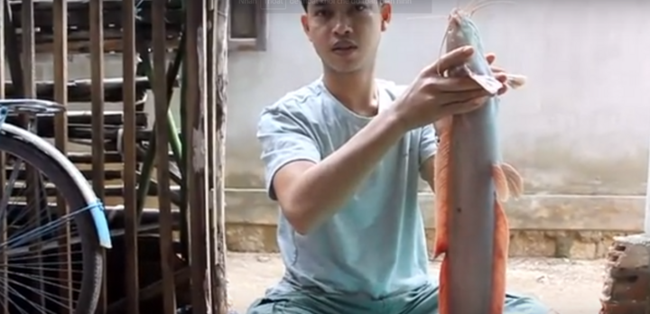 Nam thanh niên câu được cá trê bạch tạng gần 2 kg