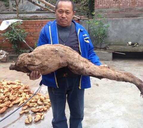 Cả làng đổ đi xem củ sắn khổng lồ dài 1,4m hình chân người