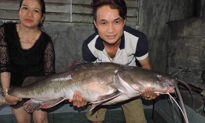 Câu được cá lăng đuôi đỏ gần 45kg trên sông Sêrêpốk