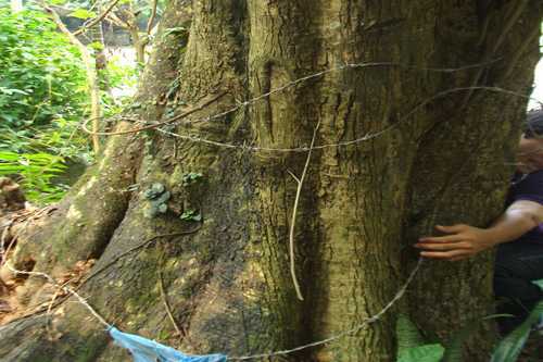 Chuyện ly kỳ quanh hai 'cụ' sưa có giá 150 tỷ ở Hà Nội