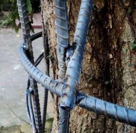 Chuyện các cụ già thay nhau bảo vệ ‘cụ’ sưa trăm tỷ… cụt đầu!