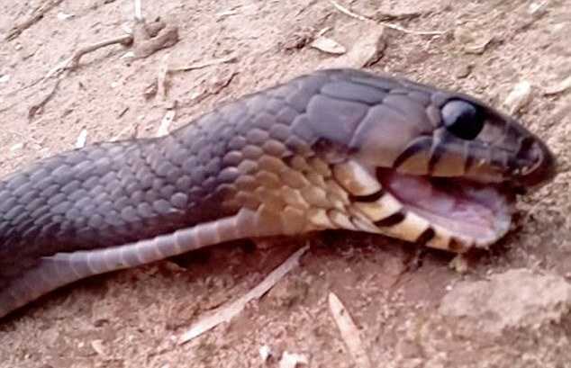 Clip: Rắn giả chết khi biết không còn đường thoát thân