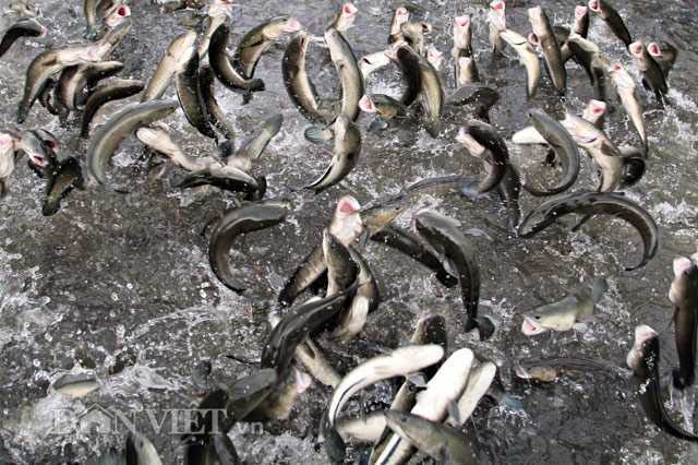 Kinh ngạc trước màn khiêu vũ của hàng vạn con cá lóc trên mặt nước