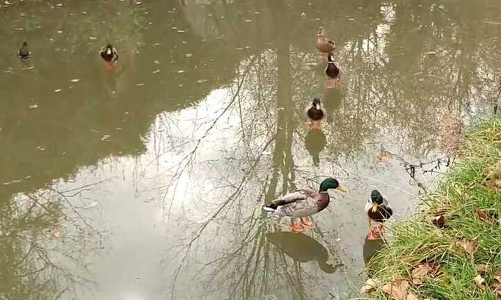 Kinh ngạc cảnh đàn vịt 'đi bộ' trên mặt nước như làm ảo thuật