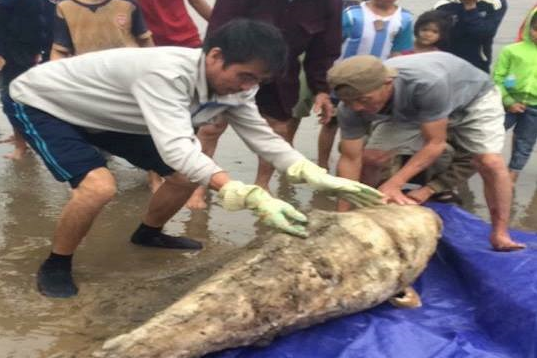 Dân Hà Tĩnh chôn cất xác cá heo nặng gần 100 kg