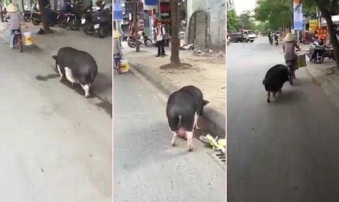 Tròn mắt xem chú lợn ục ịch chạy theo xe chủ trên phố