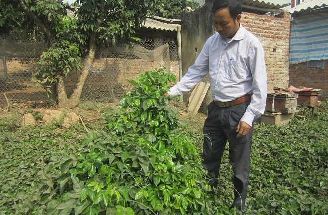 Sự thật gốc sâm tiến vua khổng lồ ở Bắc Giang có tác dụng 'cải tử hoàn sinh'