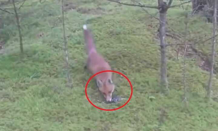 Gặp cáo trong rừng, 'hứng chí' ném chìa khóa xe gây chú ý và cái kết 'đắng'