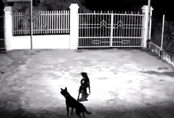 Clip: Chó hung tợn dọa 2 cẩu tặc 'co giò' chạy trối chết