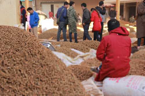 Choáng ngợp khu chợ chất như núi loại củ quý đến nỗi “vàng không đổi”