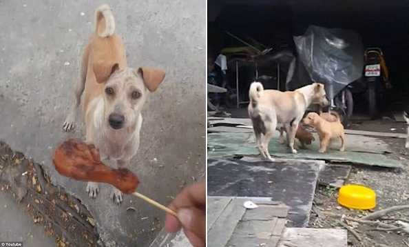 Hành động của chó mẹ khi được người lạ cho đồ ăn khiến triệu người rơi lệ