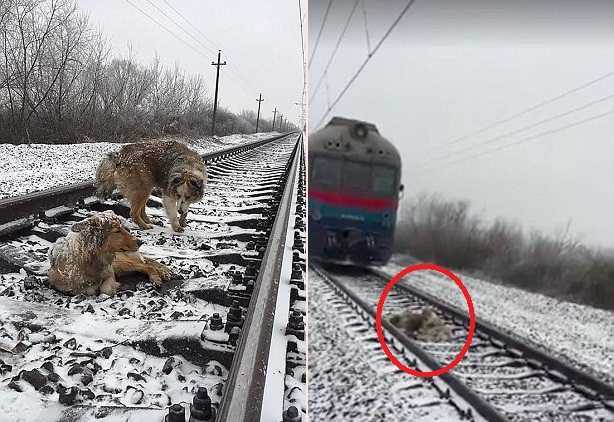 Chú chó chở che 'bạn gái' mắc kẹt trên đường ray khi tàu hỏa lao qua