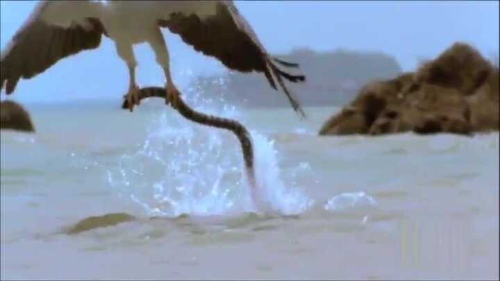 Rắn biển kịch độc giãy giụa tuyệt vọng dưới móng vuốt đại bàng