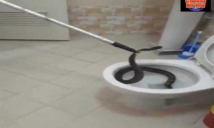 Kinh hãi cảnh bắt rắn 'cố thủ' trong bồn cầu nhà dân