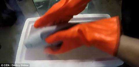 Ngạc nhiên cá bị đông đá vẫn bơi lội bình thường