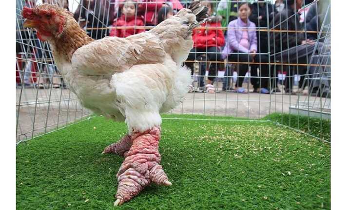 Ảnh: Gần 80 chú gà Đông Tảo chân 'khủng' tranh tài