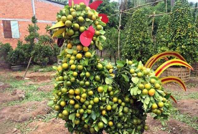 Độc đáo quất cảnh tạo hình gà đón Tết Đinh Dậu