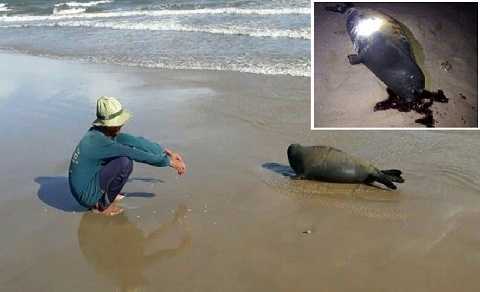 Hải cẩu lên bờ nô đùa với dân bị đánh chết: Cư dân mạng phẫn nộ, đòi truy tìm kẻ thủ ác