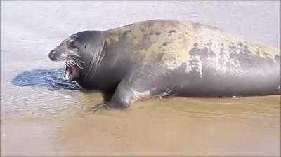 Video chú hải cẩu ở Bình Thuận nô đùa với người trước khi bị đánh chết