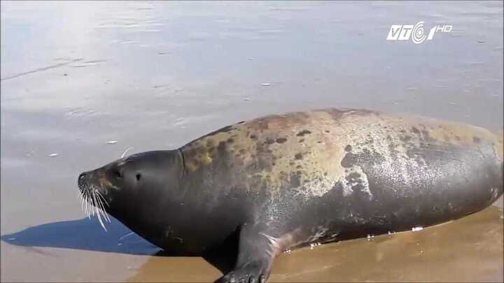 Xót thương chú hải cẩu bị người đánh chết ở Bình Thuận