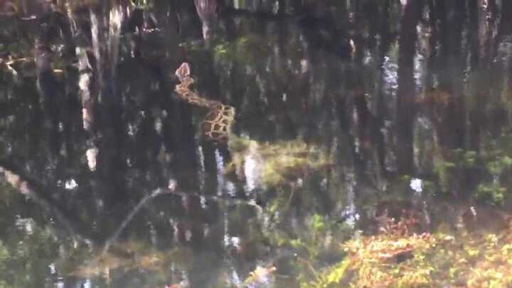 Clip: Trăn 'khủng' xuống đầm siết cá sấu đến chết