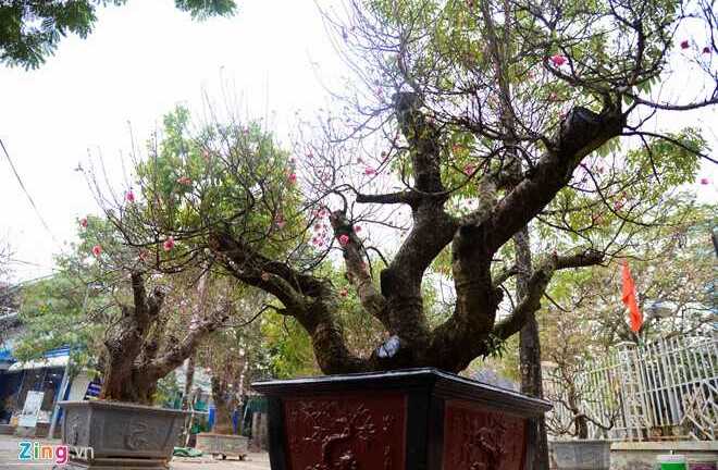 Đào thuê chơi Tết giá 40 triệu đồng