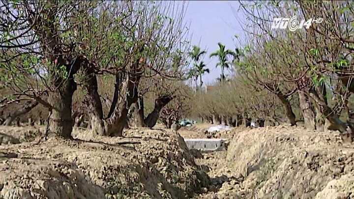 Chiêm ngưỡng vườn đào cổ thụ tiền tỷ ở Hải Phòng