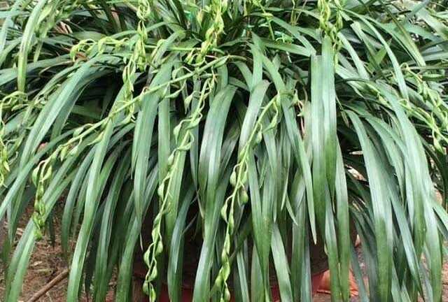 Đại gia Việt xếp hàng chờ mua 'Giấc mộng vua Trần' giá 200 triệu đồng